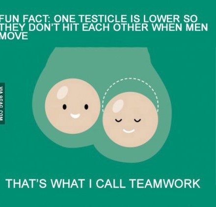 testicle is lower - Fun Fact One Testicle Is Lower So They Don'T Hit Each Other When Men Move Via Ogar Com That'S What I Call Teamwork