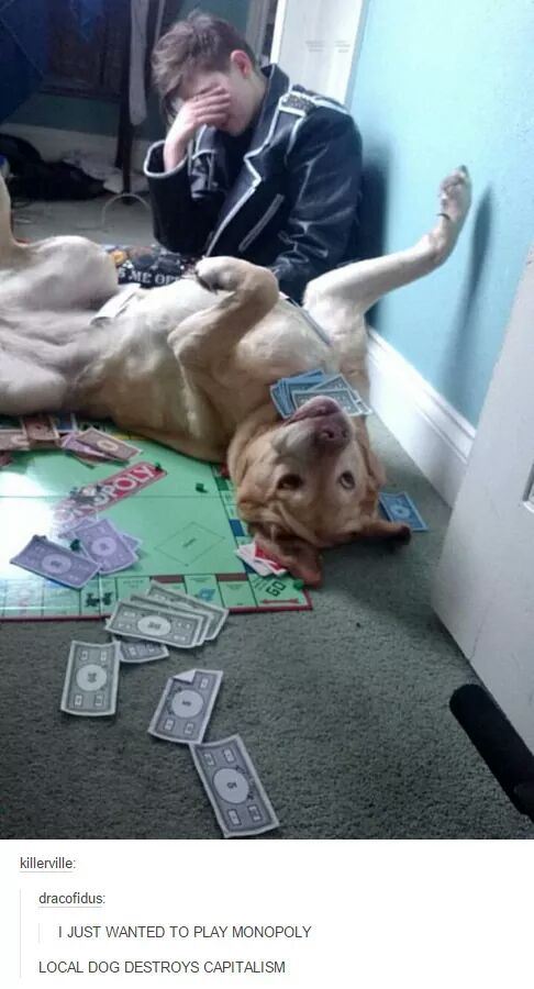 tumblr - dog ruins - killerville dracofidus I Just Wanted To Play Monopoly Local Dog Destroys Capitalism