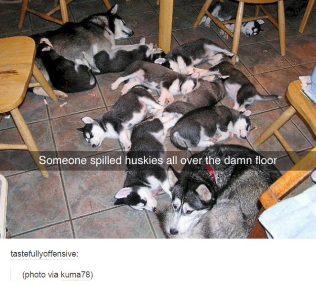 tumblr - spilled huskies all over the floor - Someone spilled huskies all over the damn floor tastefullyoffensive photo via kuma78