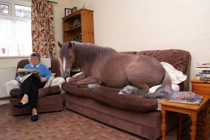 horse on sofa