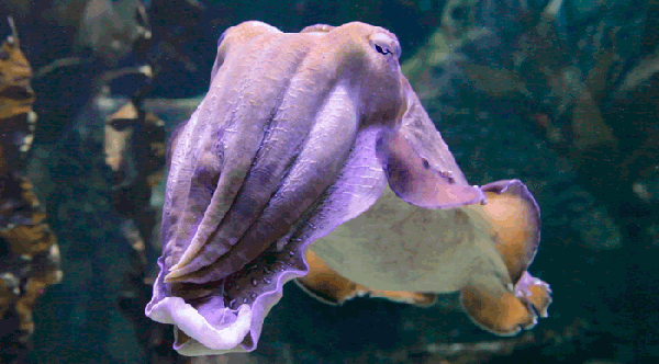 Cuttlefish eyes are fully developed before they are born, and they can observe their surroundings while inside of their egg. They are even known to prefer hunting creatures that they saw while in the egg.