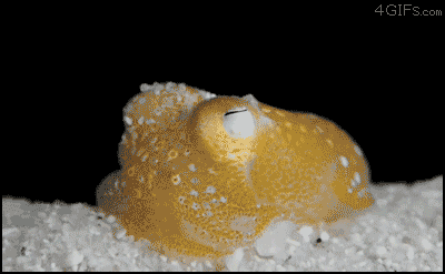Cuttlefish GIF's Show They Are Bad Asses of the Deep!