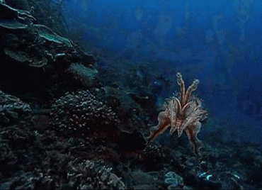 Cuttlefish GIF's Show They Are Bad Asses of the Deep!