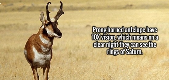 20 Extremely Interesting Fun Facts...