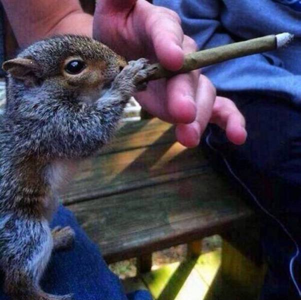 squirrel smoking