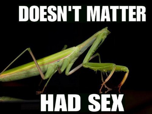mantis - Doesn'T Matter Had Sex
