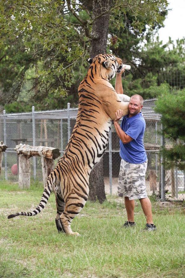 tiger as pets