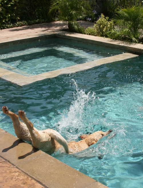 falling in pool funny