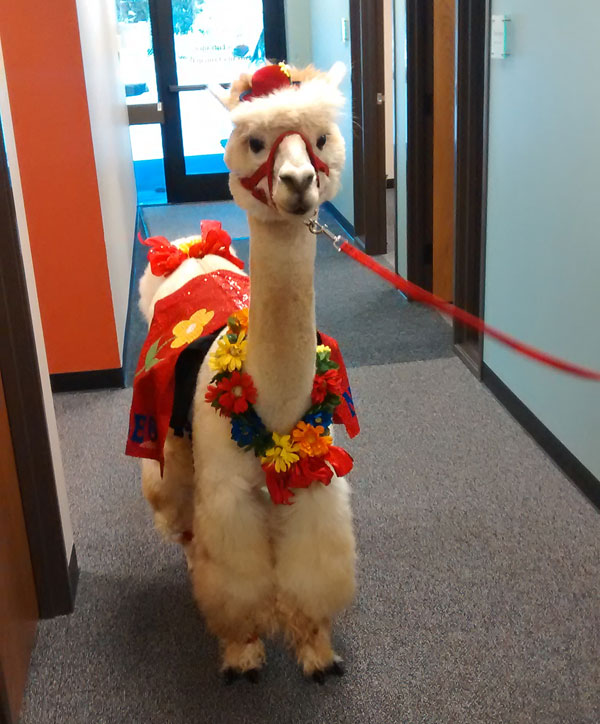 dressed up llama