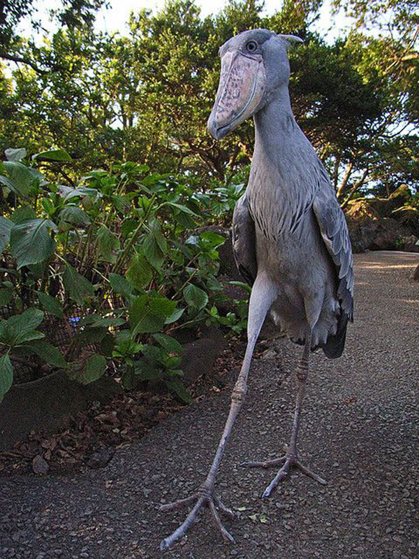 shoebill stork scary