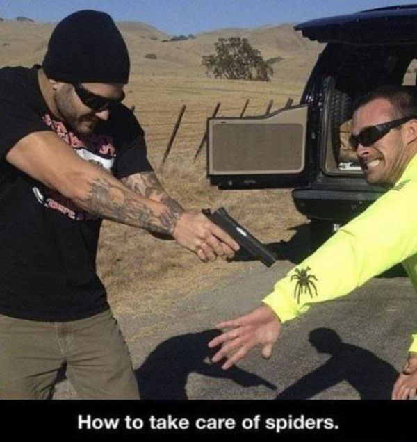 spider gun meme - How to take care of spiders.