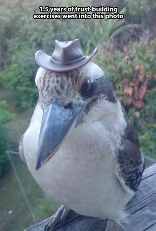 bird with cowboy hat - 1.5 years of trustbuilding exercises went into this photo