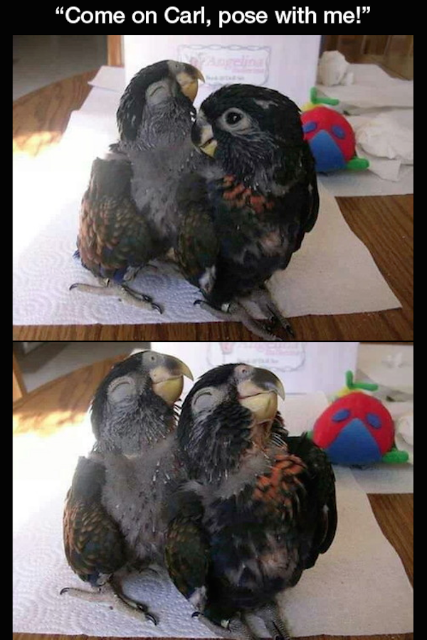 random parrots meme - "Come on Carl, pose with me!"