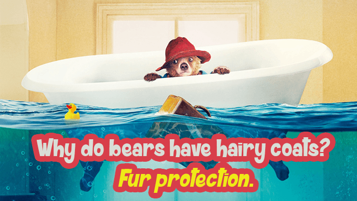 dad joke bathtub - Why do bears have hairy coats? Fur protection.