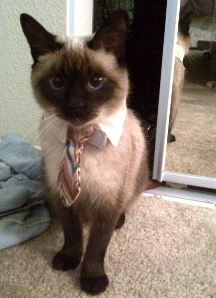 random siamese cat with bow tie