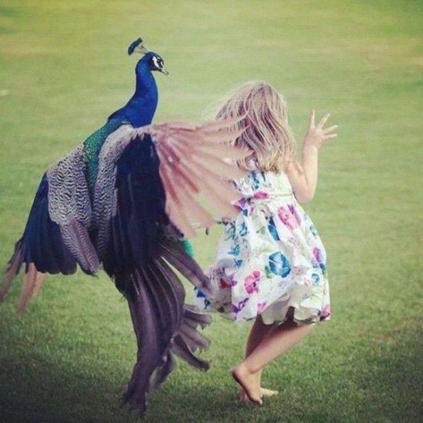 random peacock attack