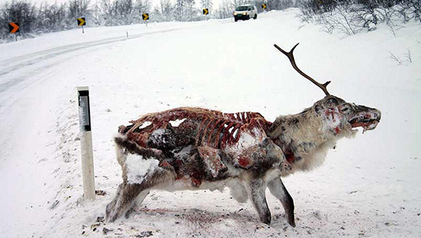frozen half eaten deer