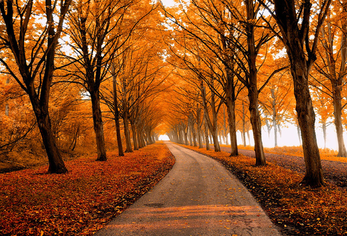 cool fall tree lined path