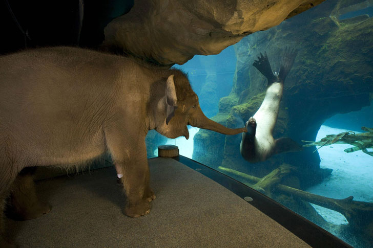 elephant meets sea lion