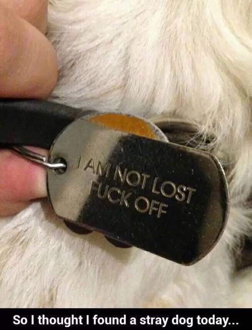 funny dog collar tags - Jam Not Lost Tuck Off So I thought I found a stray dog today...