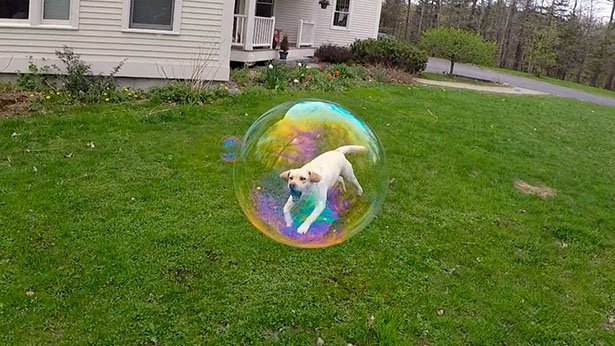cool perfectly timed photo dog in bubble