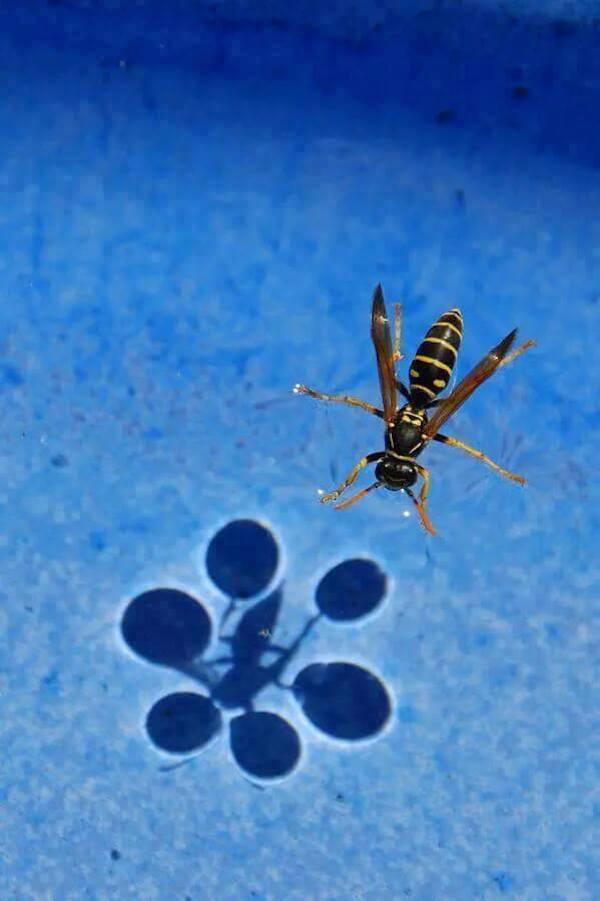 cool wasp on water
