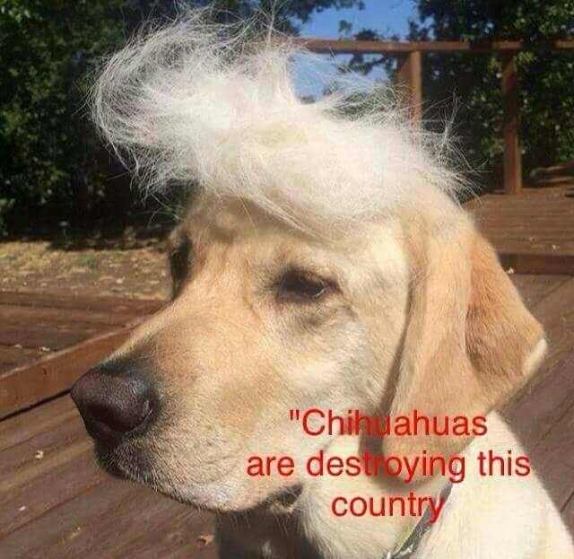 cool doggle trump - "Chihuahuas are destoying this country