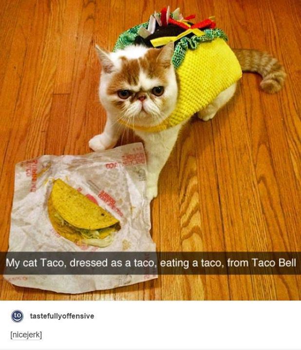 cool random cat eating taco meme - My cat Taco, dressed as a taco, eating a taco, from Taco Bell to tastefullyoffensive nicejerk