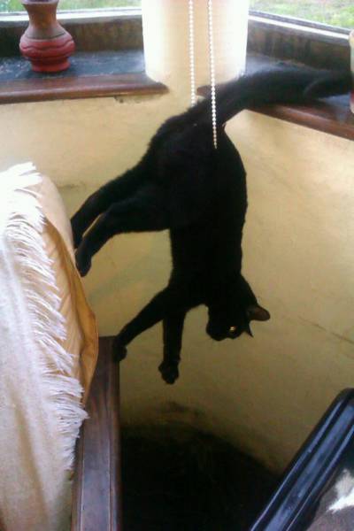 mission impossible cat