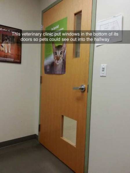 floor - This veterinary clinic put windows in the bottom of its doors so pets could see out into the hallway