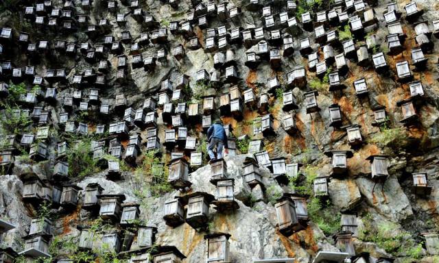 beekeeping in china