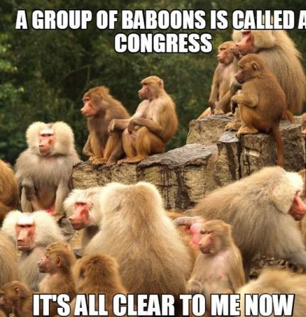 group of baboons is called - A Group Of Baboons Is Called A Congress It'S All Clear To Me Now