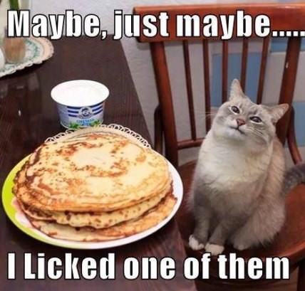 cat with a pancake on its head - Maybe, just maybe.... I Licked one of them