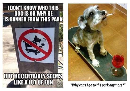 dog banned from park - I Dont Know Who This Dog Is Or Why He Is Banned From This Park But He Certainly Seems A Lot Of Funs "Why can't I go to the park anymore?"