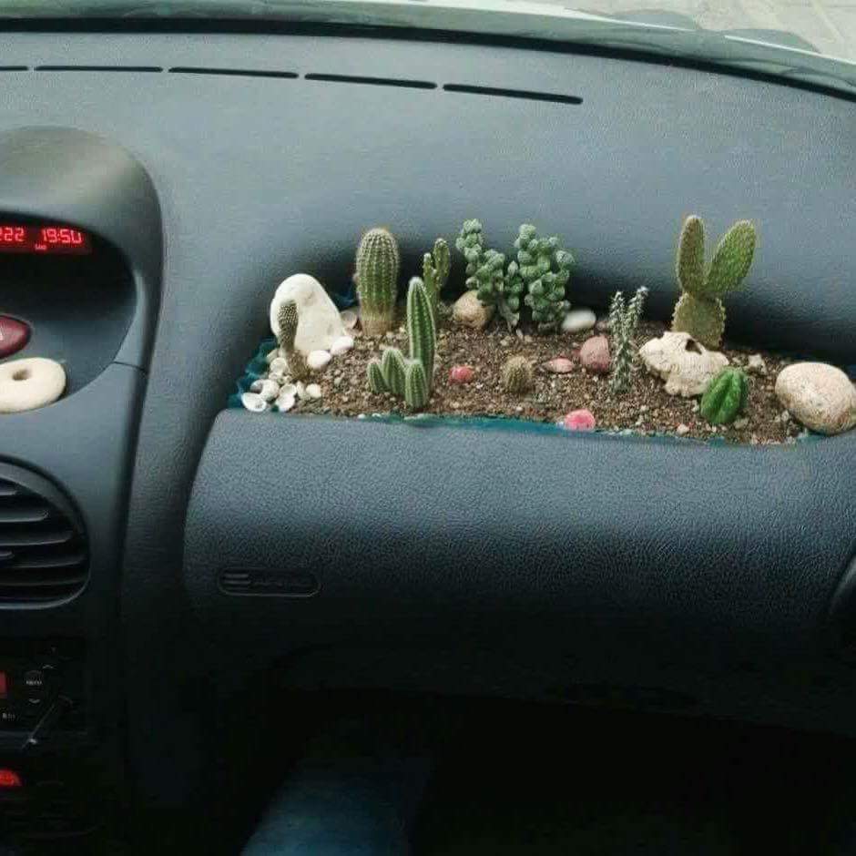 cactus in car