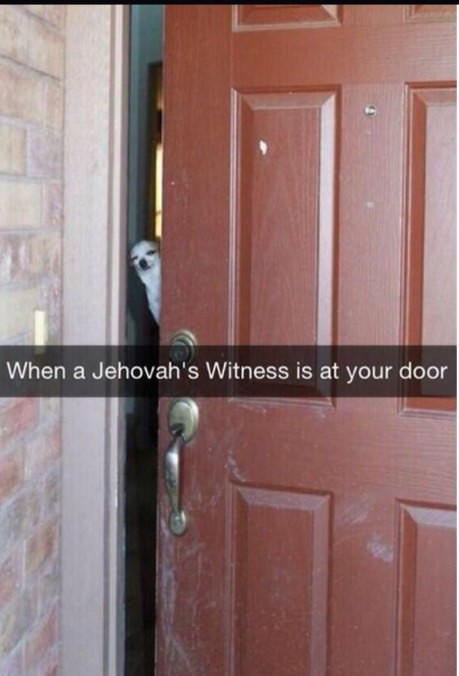 dog answering door - When a Jehovah's Witness is at your door
