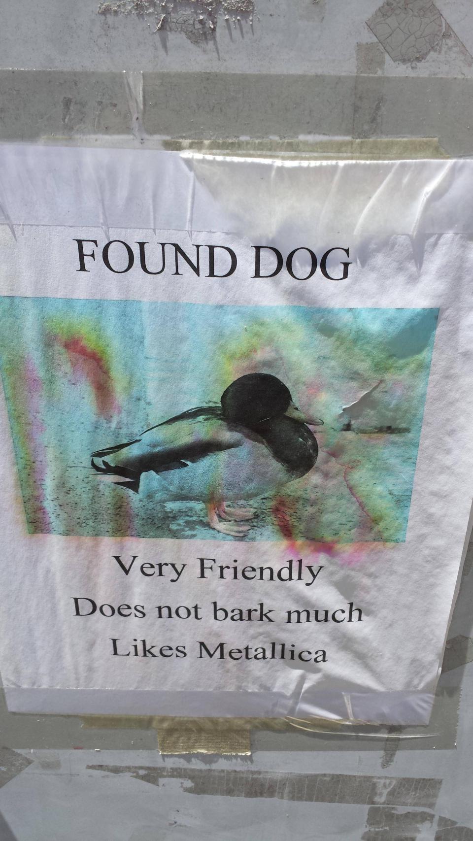dog found duck - Found Dog Very Friendly Does not bark much Metallica