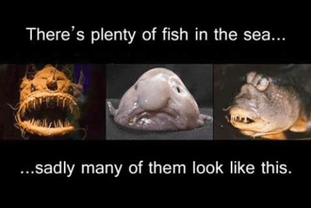 there's plenty more fish in the sea - There's plenty of fish in the sea... ...sadly many of them look this.