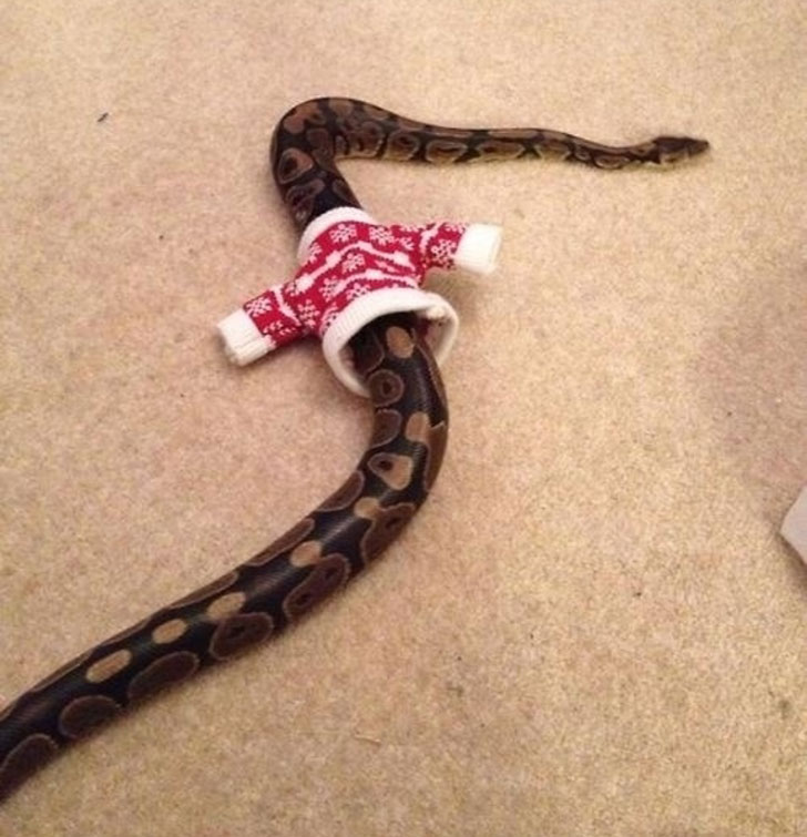 snakes in sweaters