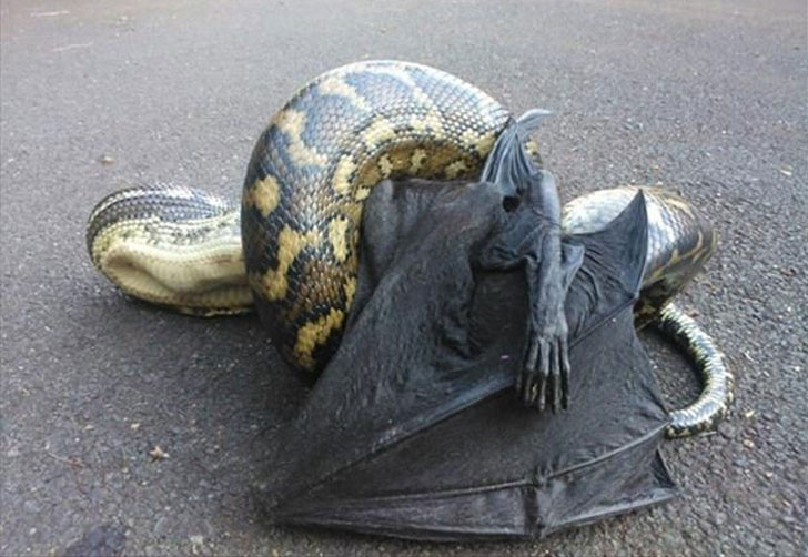 snake eating bat