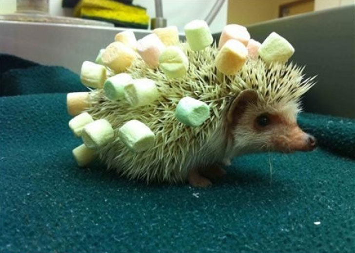 hedgehog marshmallow