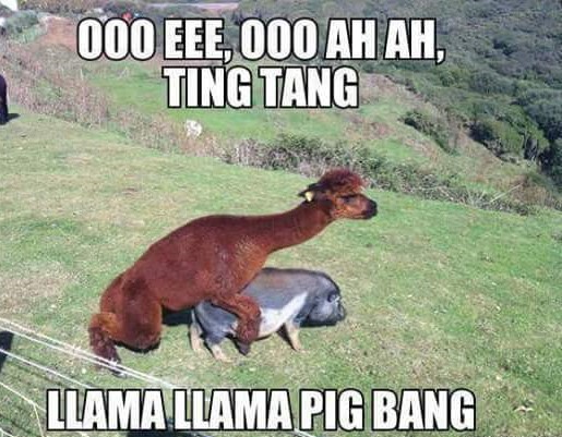 oo ee oo ah ah ting tang llama llama pig bang