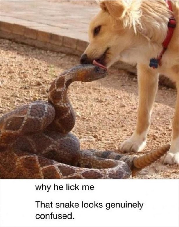 super hilarious - why he lick me That snake looks genuinely confused.