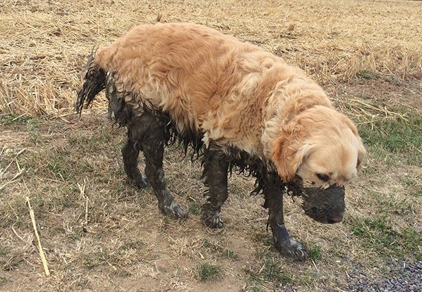 dog playing in the mud