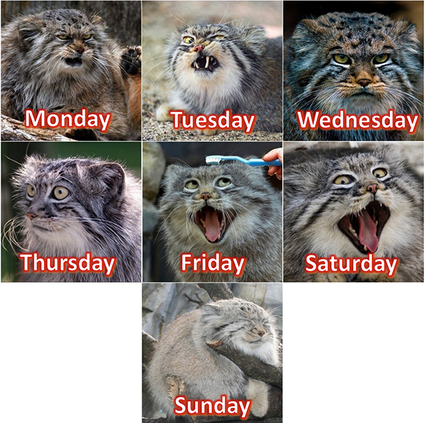 manul cat meme - Monday Tuesday Wednesday Thursday Friday Saturday Sunday.