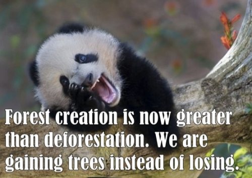 animals laughing - Forest creation is now greater than deforestation. We are gaining trees instead of losing.