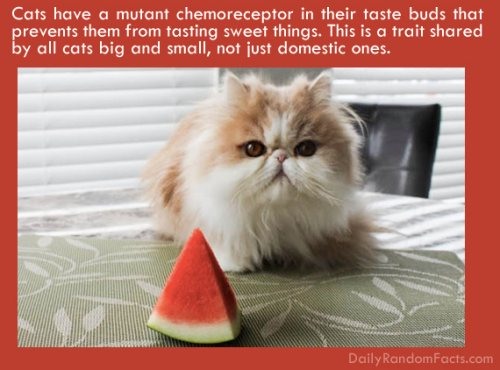 watermelon cat - Cats have a mutant chemoreceptor in their taste buds that prevents them from tasting sweet things. This is a trait d by all cats big and small, not just domestic ones. Daily RandomFacts.com