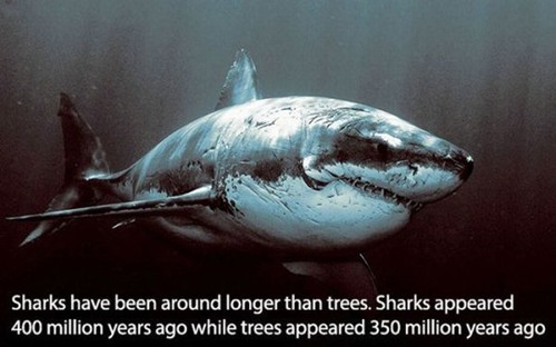 mean great white shark - Sharks have been around longer than trees. Sharks appeared 400 million years ago while trees appeared 350 million years ago