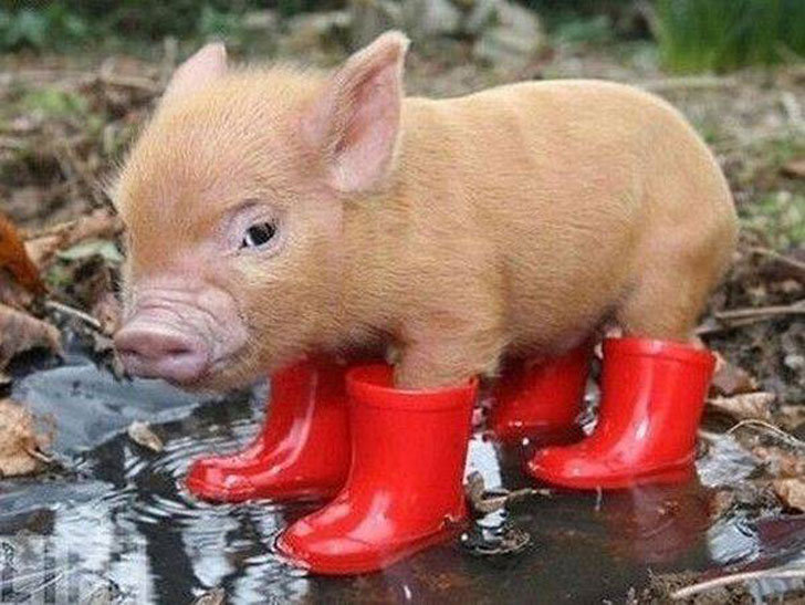 pig wearing boots