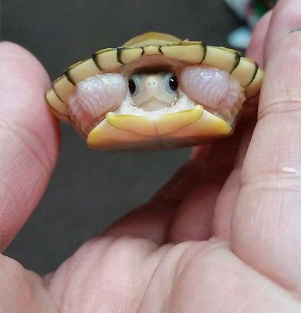 baby turtle inside shell